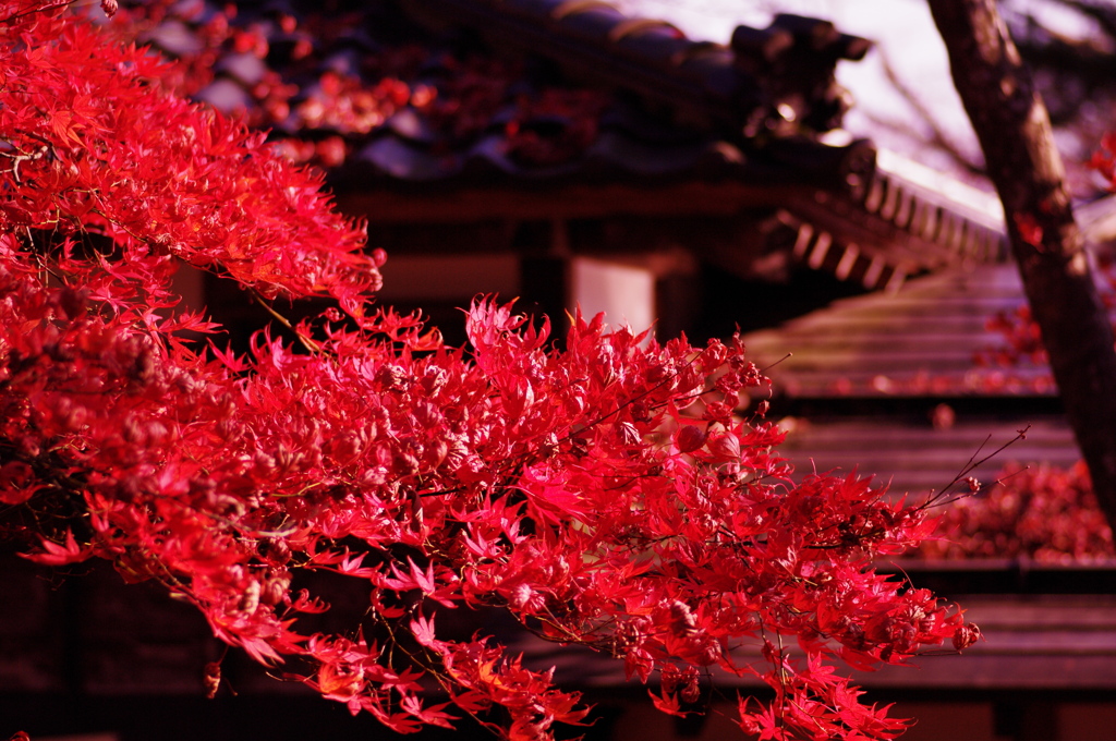 Fly into RED