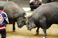 牛の角突き
