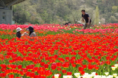 チューリップ15