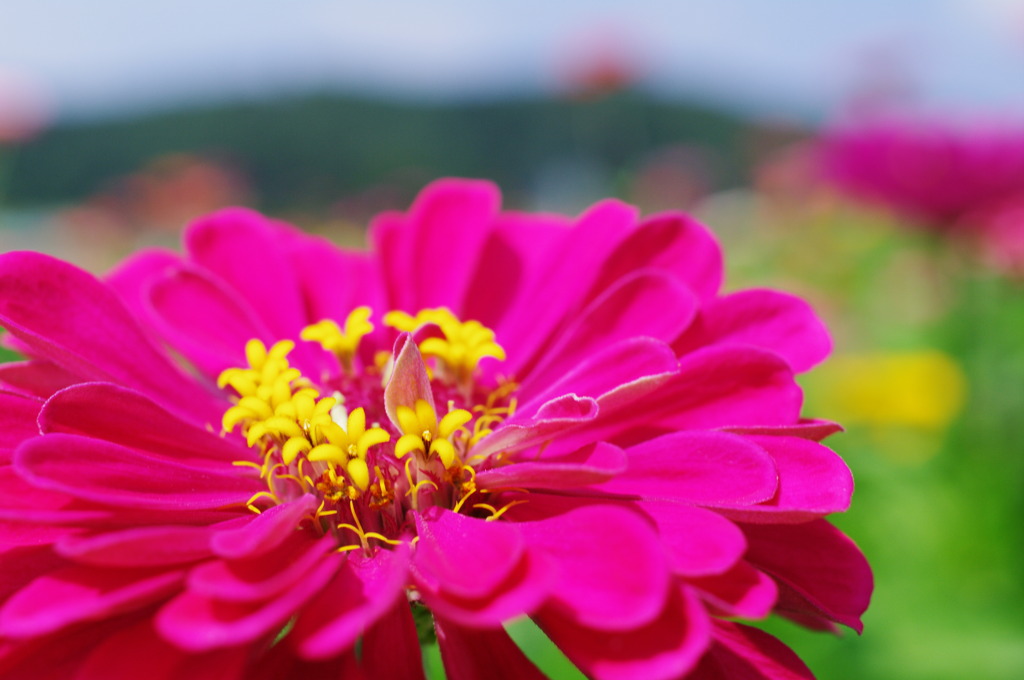 Zinnia