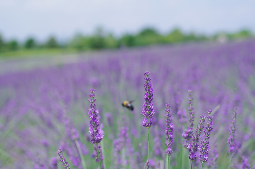 Lavender purple