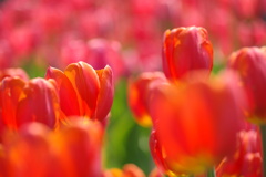 チューリップ17