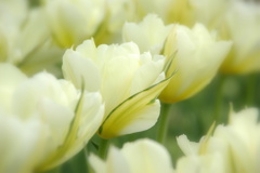 チューリップ04