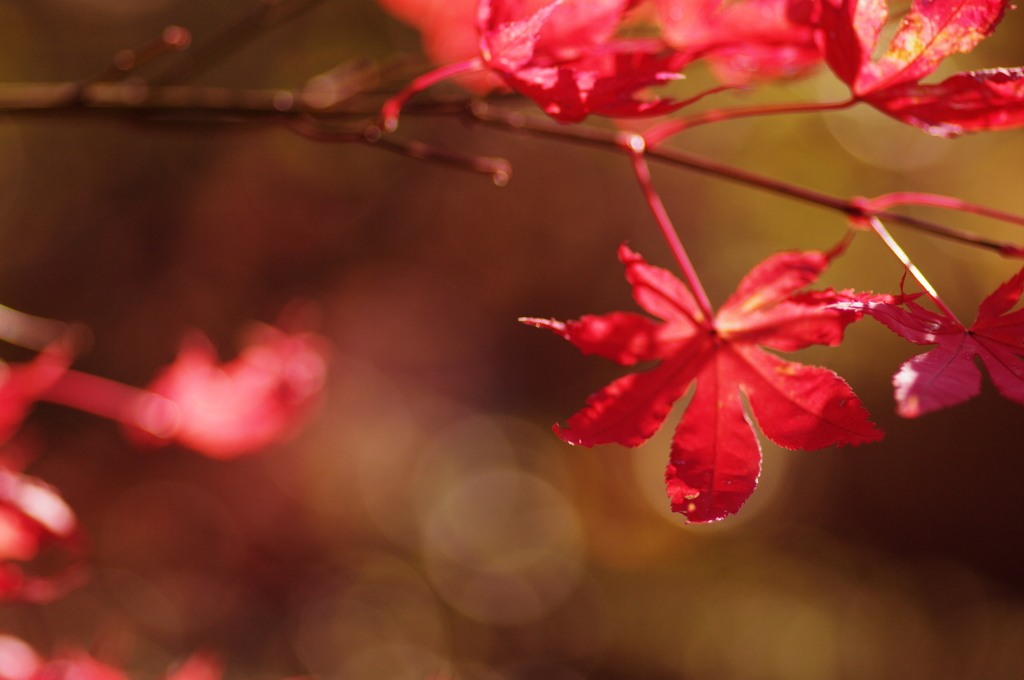 Fly into RED