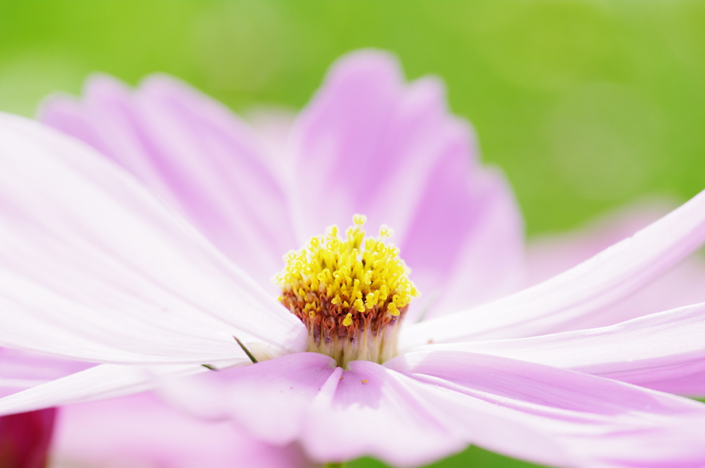 Cosmos