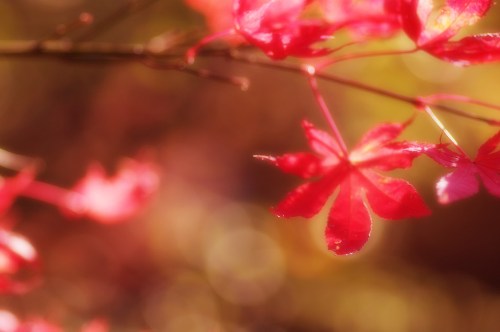 Autumn Leaves