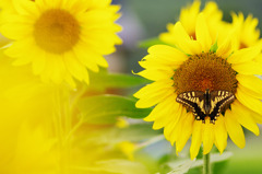 Sunflower with Swallowtail butterfly