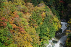  Red leaves of autumn