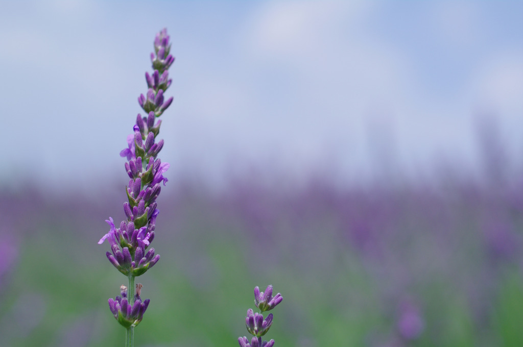 Lavender purple