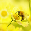 Honey and Cosmos