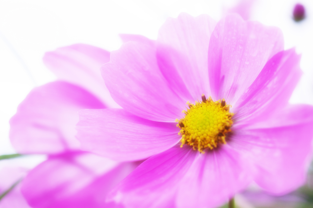Cosmos