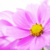 Cosmos