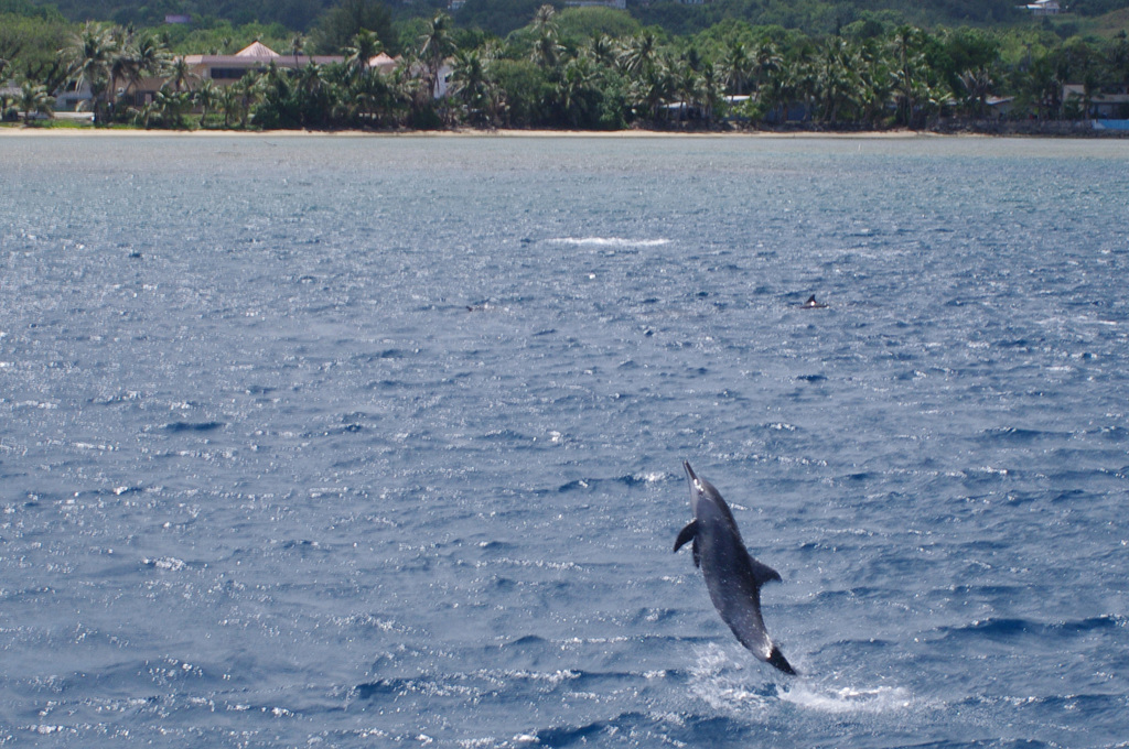 Dolphin jump