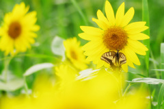 Sunflower with Swallowtail butterfly