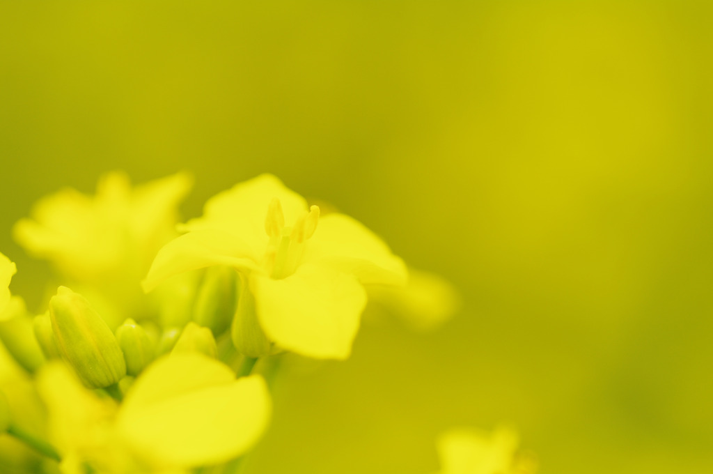 6月の菜の花