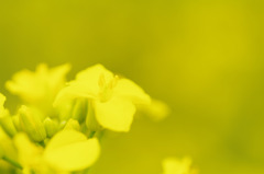 6月の菜の花