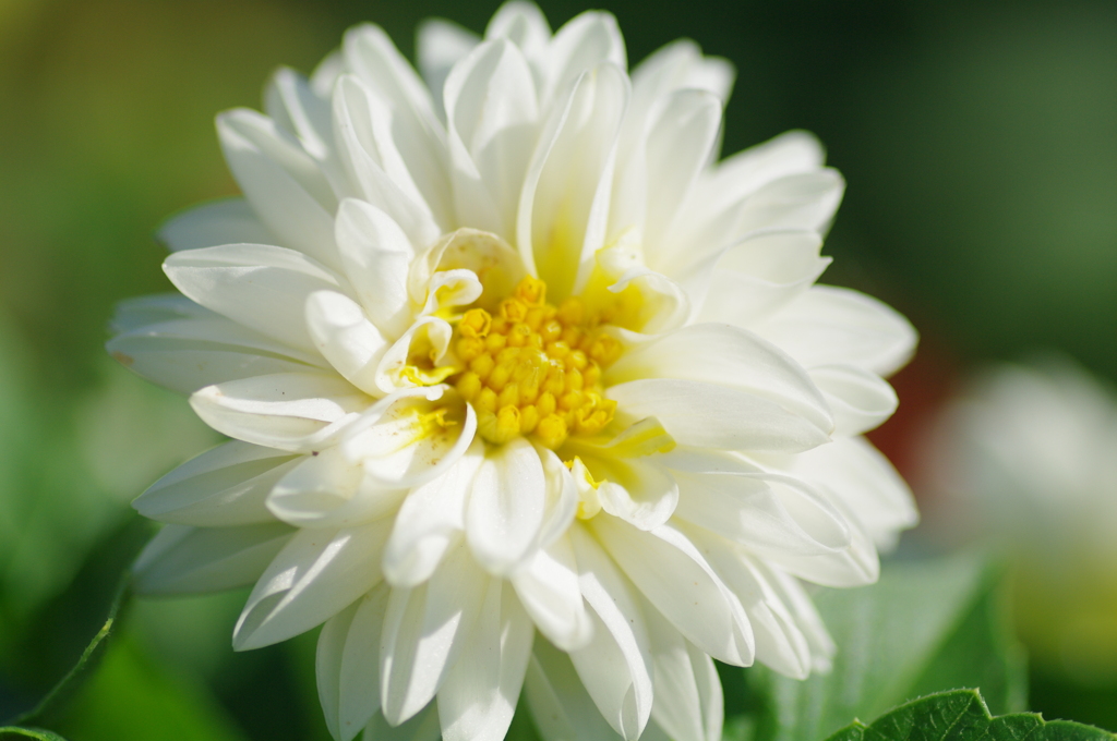 DAHLIA