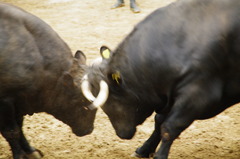 牛の角突き