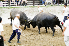 牛の角突き