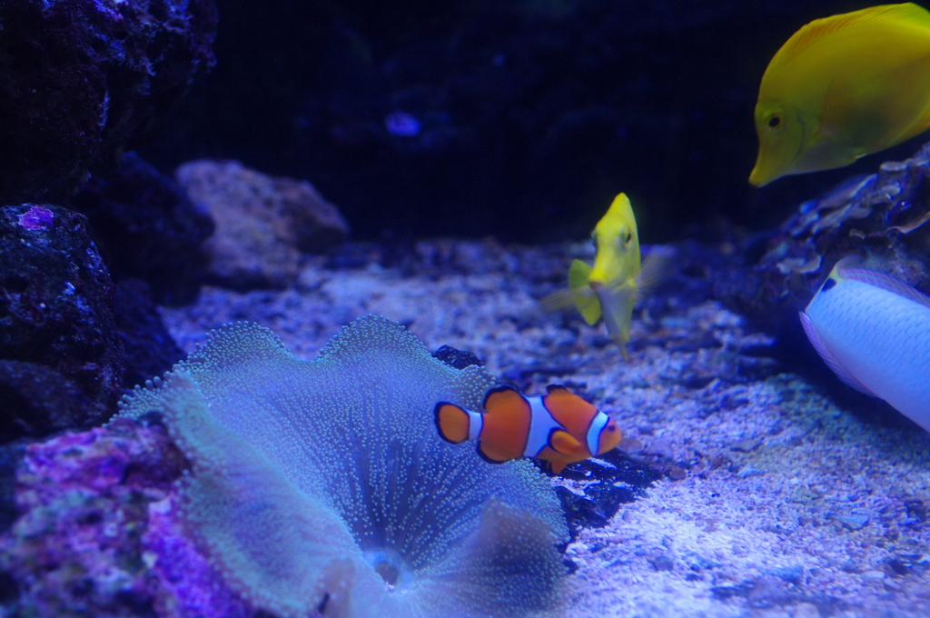 Anemone fish