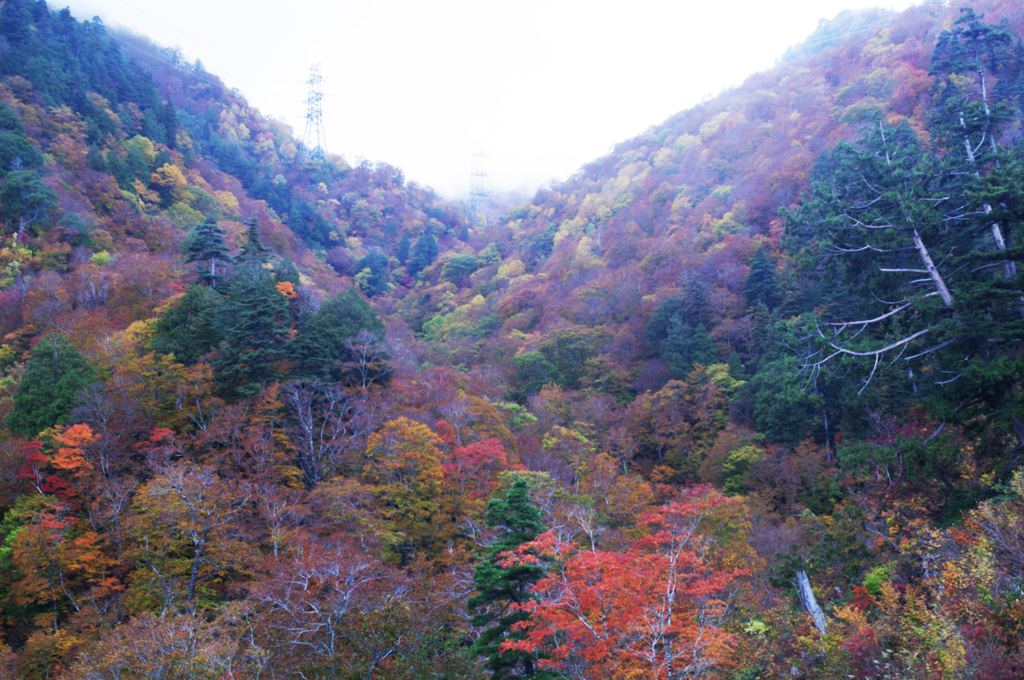  Red leaves of autumn