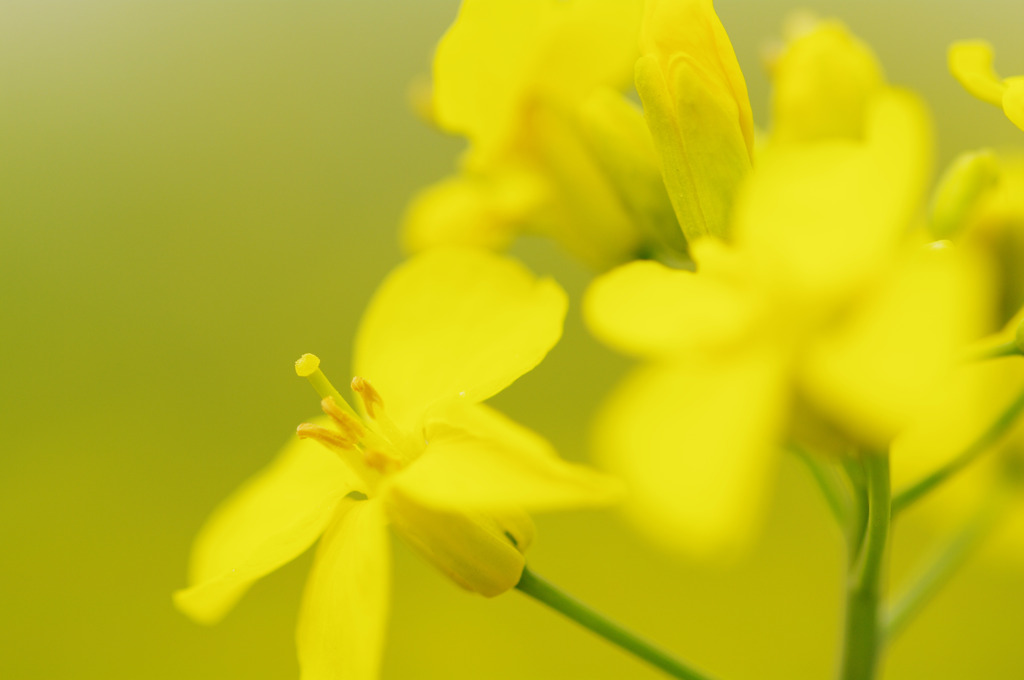 6月の菜の花