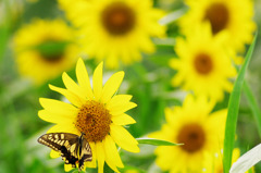 Sunflower with Swallowtail butterfly