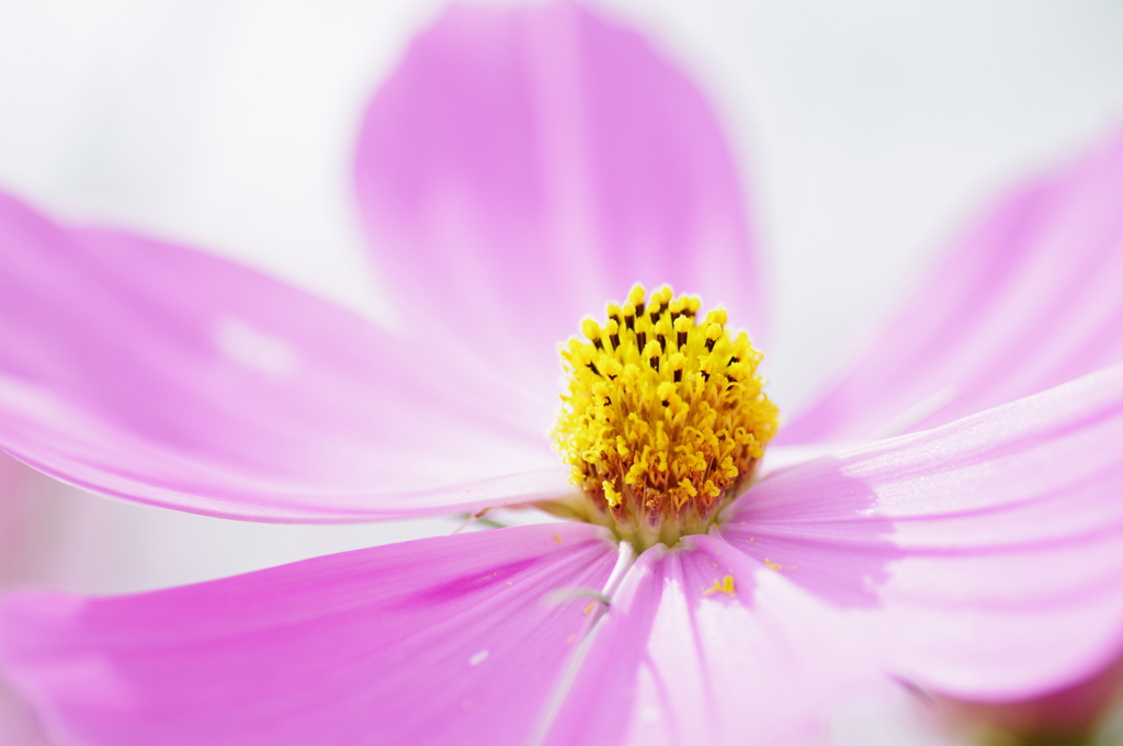 Cosmos