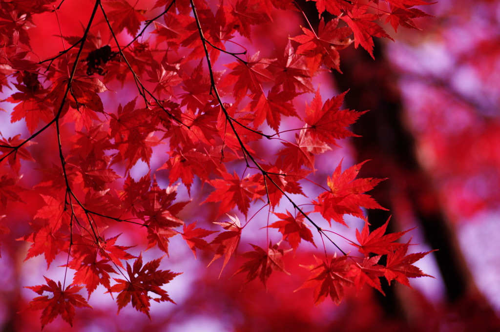 Fly into RED