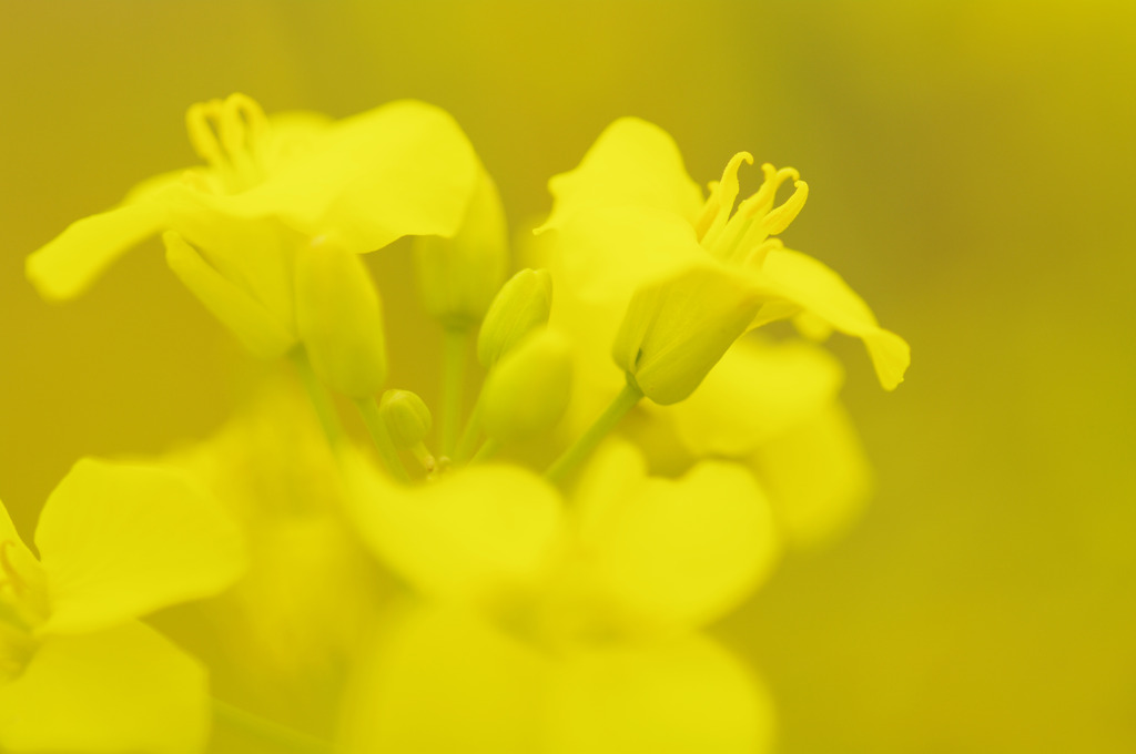 6月の菜の花