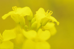6月の菜の花
