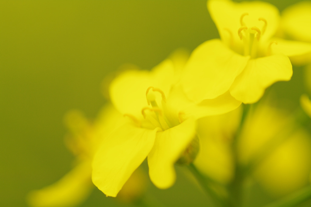 6月の菜の花