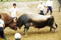 牛の角突き