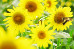 Sunflower with Swallowtail butterfly