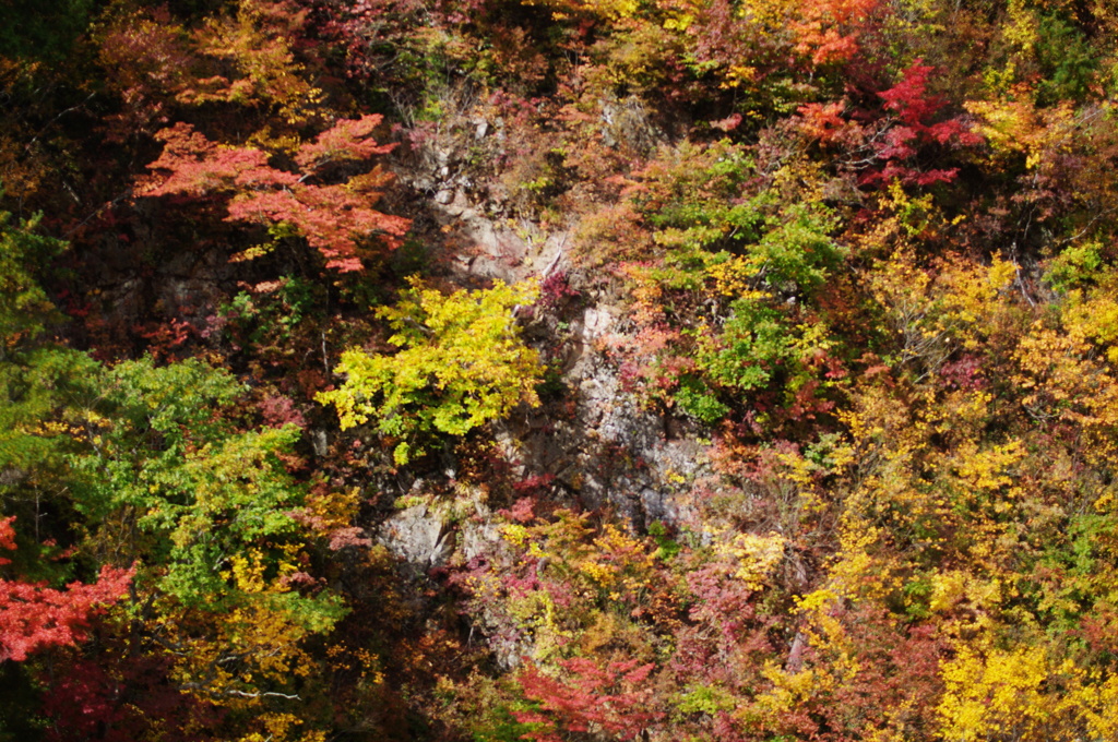  Red leaves of autumn
