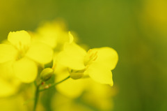 6月の菜の花