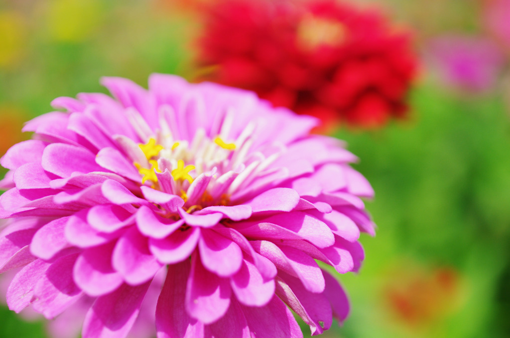 Zinnia