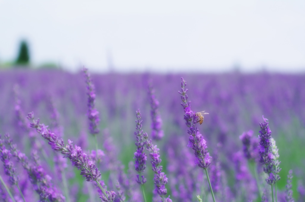 Lavender purple