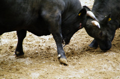 牛の角突き