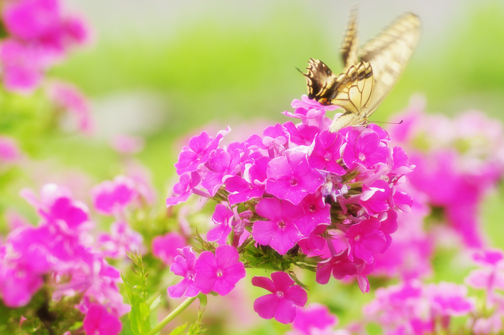 Swallowtail Butterfly