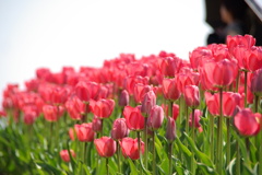 チューリップ10