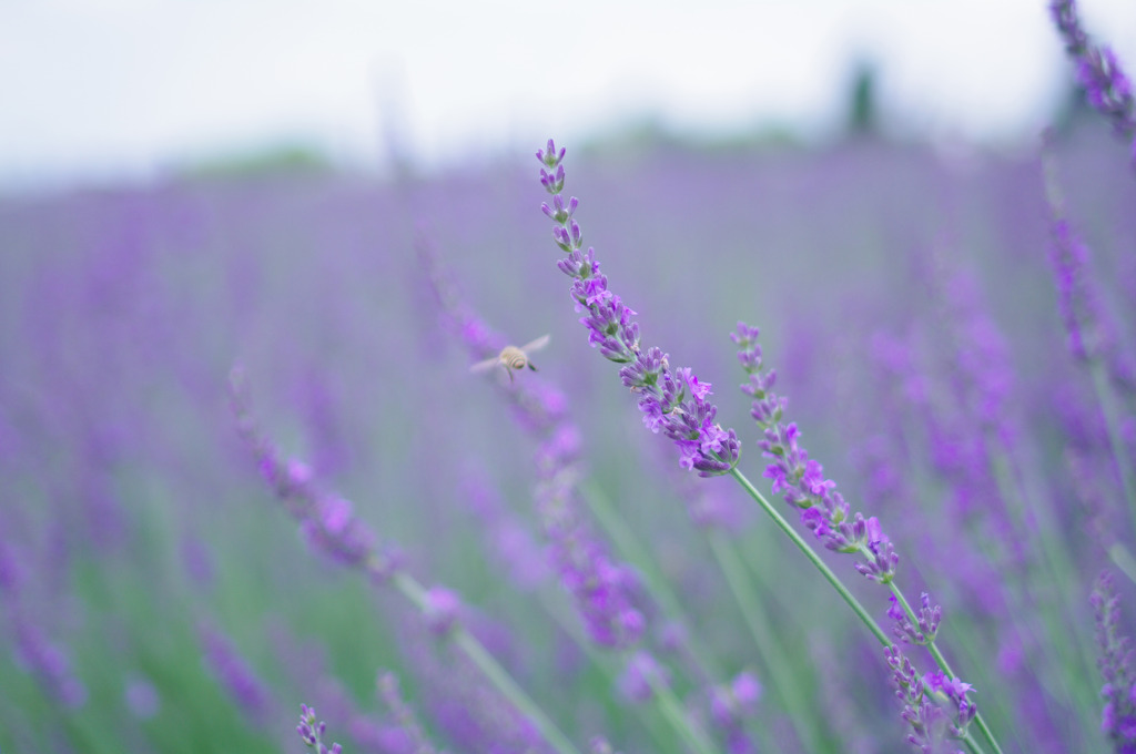 Lavender purple