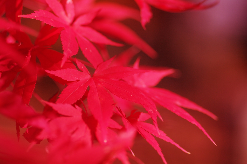 Fly into RED