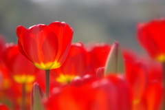 チューリップ09