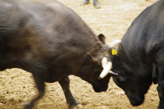 牛の角突き