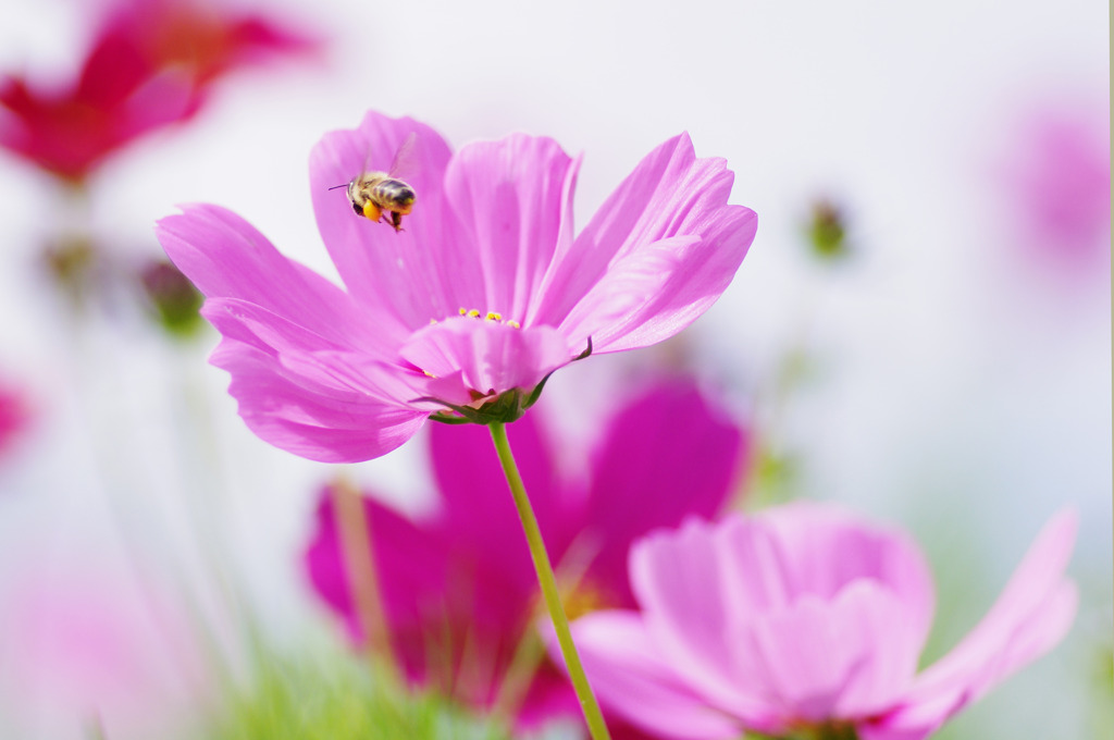 Cosmos