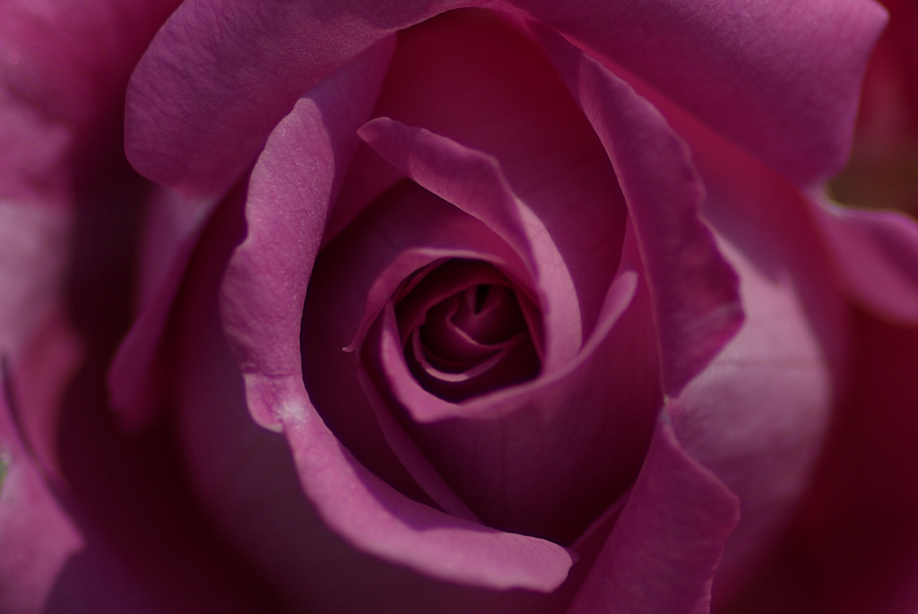 Purple Rose