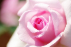 Pale Pink Rose