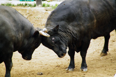 牛の角突き