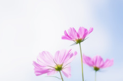 Cosmos